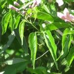 Bignonia callistegioides Φύλλο