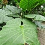 Alocasia odora Liść