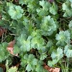 Geranium argenteum Leaf