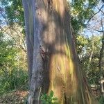 Eucalyptus deglupta Bark