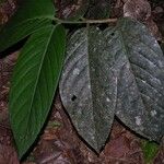 Posoqueria grandiflora Leaf