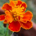 Tagetes patulaFlower