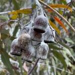 Eucalyptus caesia Плод
