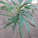 Eryngium elegans Bark