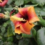 Hibiscus elatus Цветок