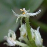 Heteranthera reniformis Цвят