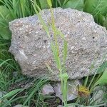 Bromus diandrus Natur