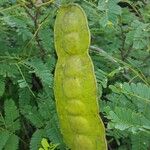 Entada chrysostachys Fruto
