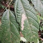 Microcos coriacea पत्ता