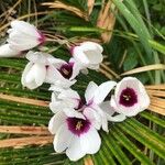 Ixia maculata Fleur