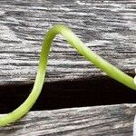 Phaseolus vulgaris Rinde