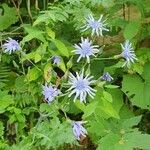 Lactuca plumieri Blad