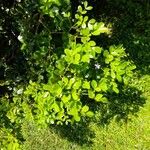 Guaiacum officinale Delienn