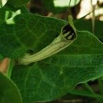 Aristolochia rotunda Hábito