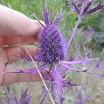 Eryngium leavenworthii Λουλούδι