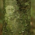 Oxandra asbeckii Corteza