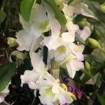 Dendrobium nobile Fiore