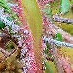 Drosera anglica Flower