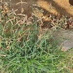 Dactyloctenium aegyptium Habit