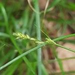 Carex remota Квітка