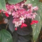 Clerodendrum thomsoniaeКвітка