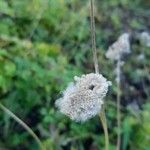 Anemonoides sylvestris Fruchs