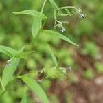 Cynoglossum asperrimum Květ