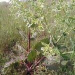 Salvia spinosa Bloem