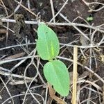 Vigna radiata Leaf