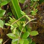 Angraecum expansum Habit