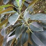 Ficus elasticaLeaf