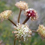 Oenanthe globulosa Blüte
