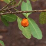 Garcinia robsoniana Fruit