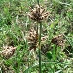 Bolboschoenus glaucus Inny