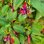 Fuchsia × standishii Yaprak