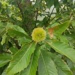 Castanea crenata 果實