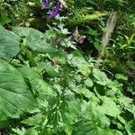 Aconitum variegatum 花