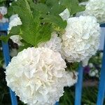 Viburnum macrocephalum Blüte