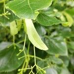 Tilia × euchlora Leaf