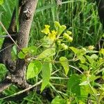 Pentarrhinum insipidum Blüte