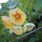 Dombeya burgessiae Flower