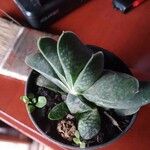 Gasteria pillansiiFolha