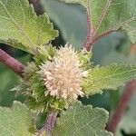 Xanthium strumarium Blüte