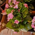 Kalanchoe crenataFloro