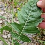 Hirschfeldia incana Leaf