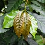 Coffea stenophylla برگ