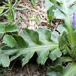 Cirsium acaule Blad