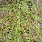 Equisetum telmateiaHostoa