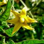 Solanum lycopersicum 花