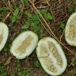 Melothria sphaerocarpa Fruit